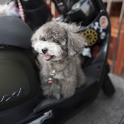 Recogida y entrega de la mascota en tu domicilio